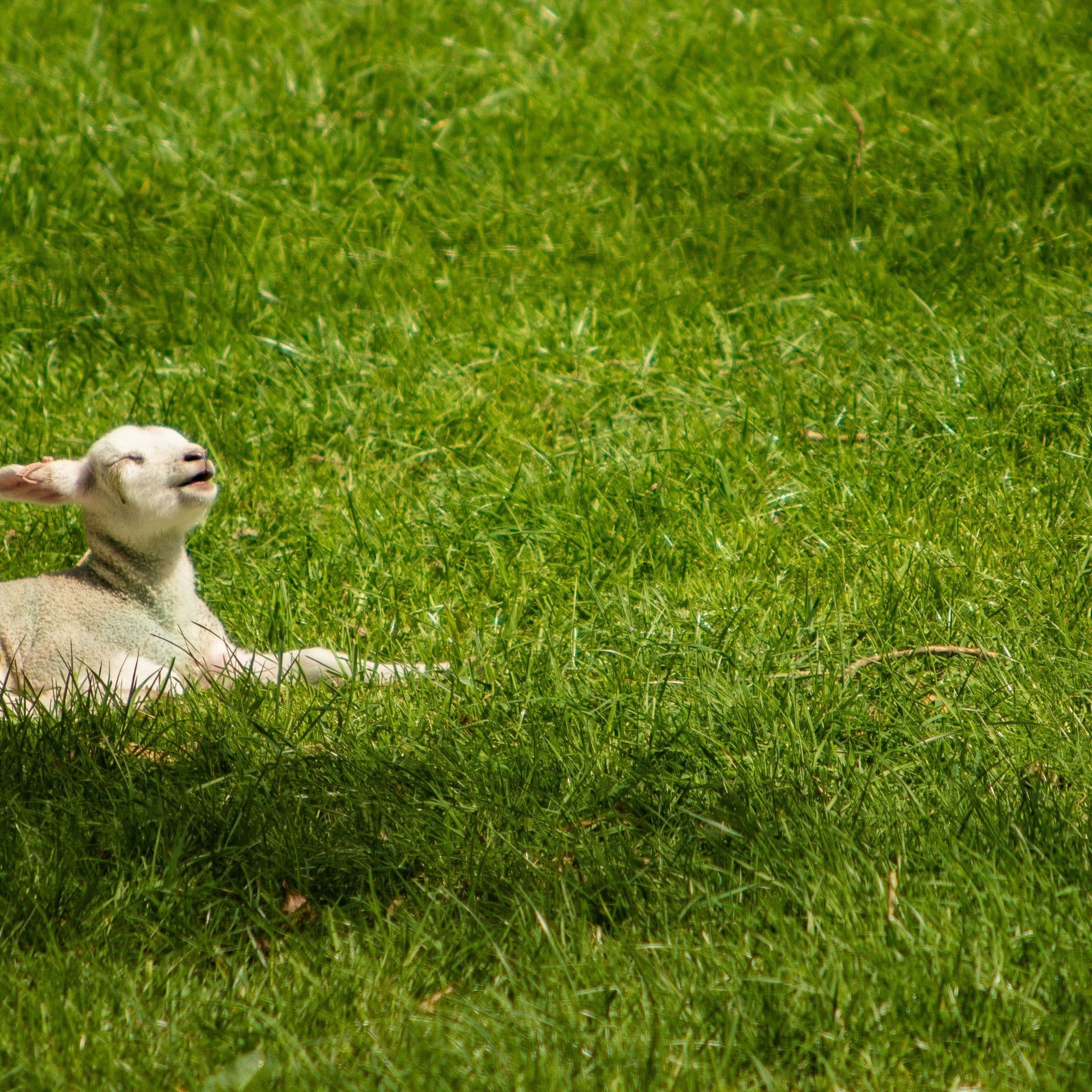 PSALM 23 & ME: Life Without Lack