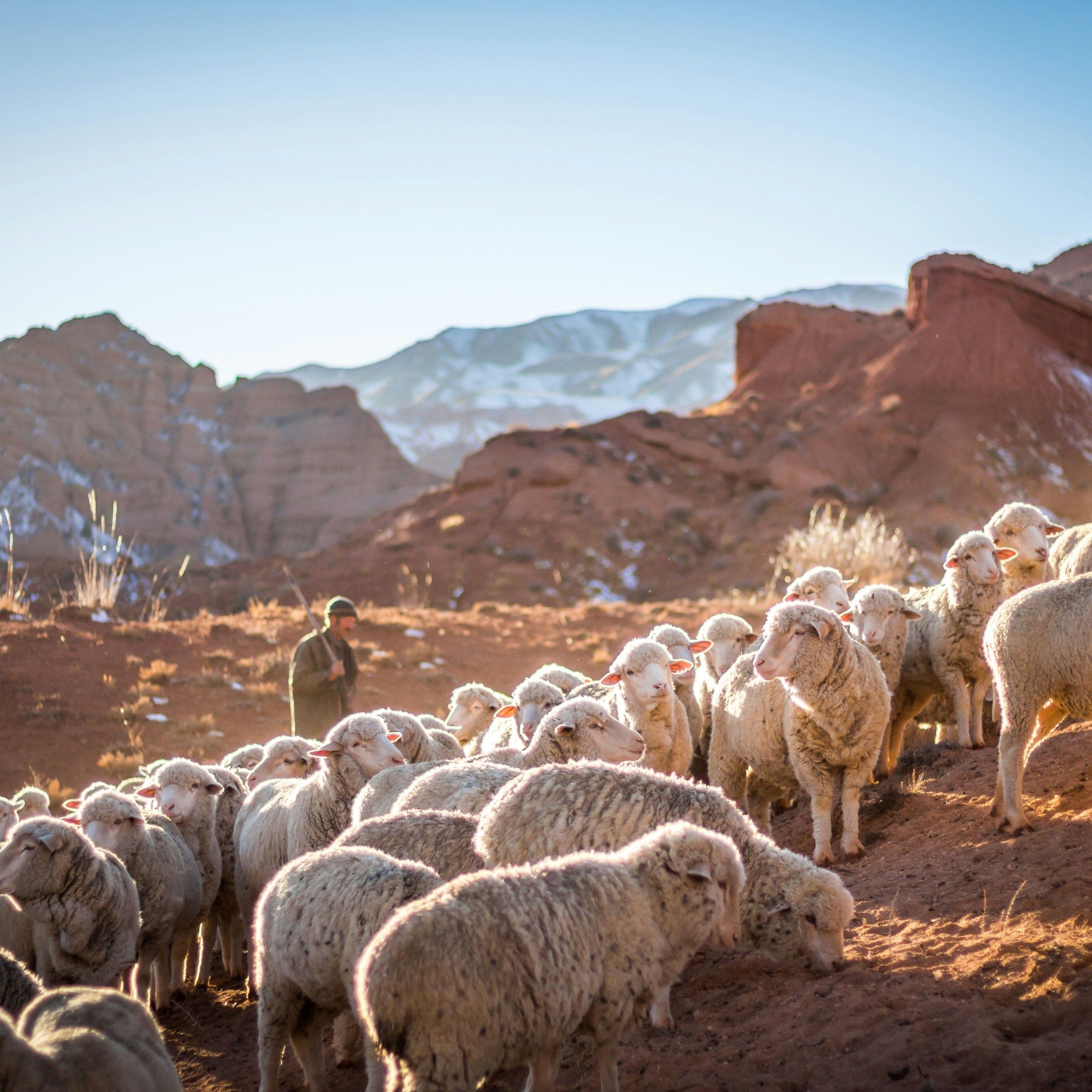 PSALM 23 & ME: The Shepherd